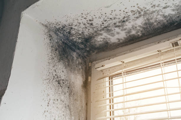 Affordable Mold Inspection And Testing solutions in Emporia, VA